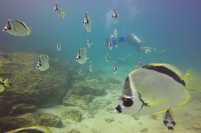 Scuba Diving for Beginners in Acapulco - Who will get the most from this Acapulco outing