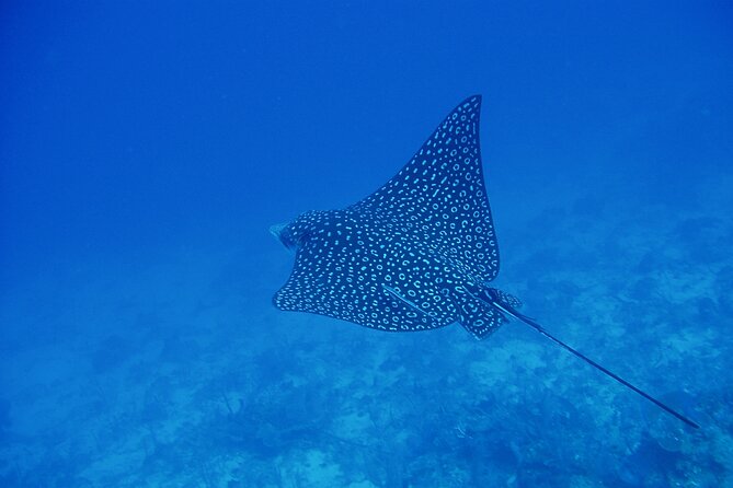 Scuba Diving for Beginners in Acapulco - From the Acapulco meeting point to the boat