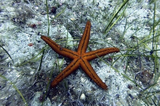 Scuba Diving for Beginners with a PADI Instructor near Heraklion - What makes Agia Pelagia Beach a useful setting