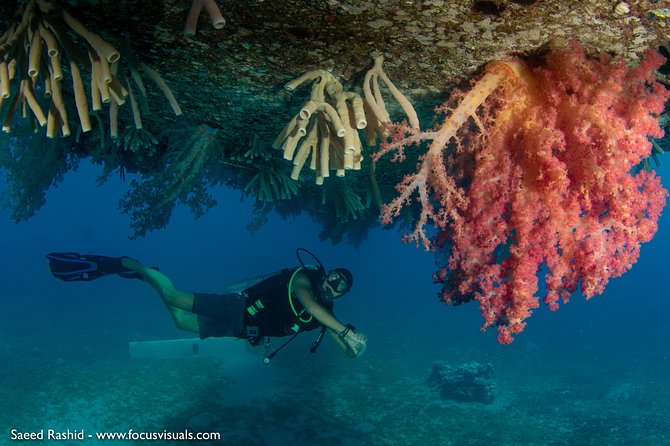 Scuba Diving for Certified Divers - What the 7:30 am Start Looks Like