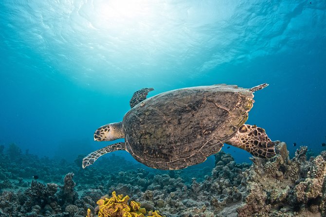 Scuba Diving for Certified Divers - Is the $128.21 Price Fair?