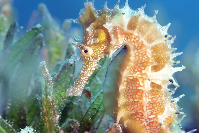 Scuba Diving for Certified Divers - Timing, Weather, and Cancellation