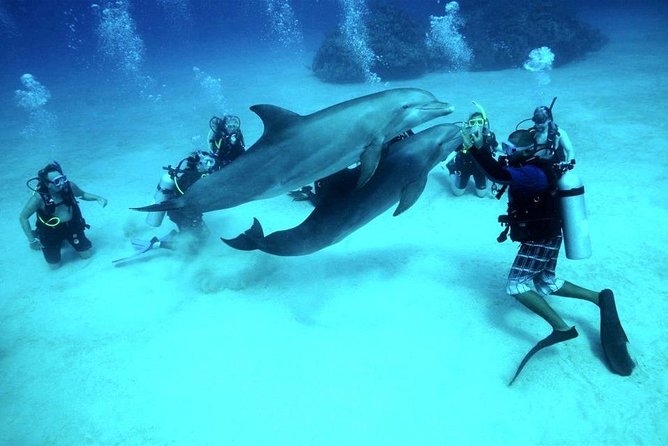 Scuba Diving Full Day Boat Trip for beginners With Lunch & Transfer – Hurghada - The first Red Sea site: gentle conditions, limited time