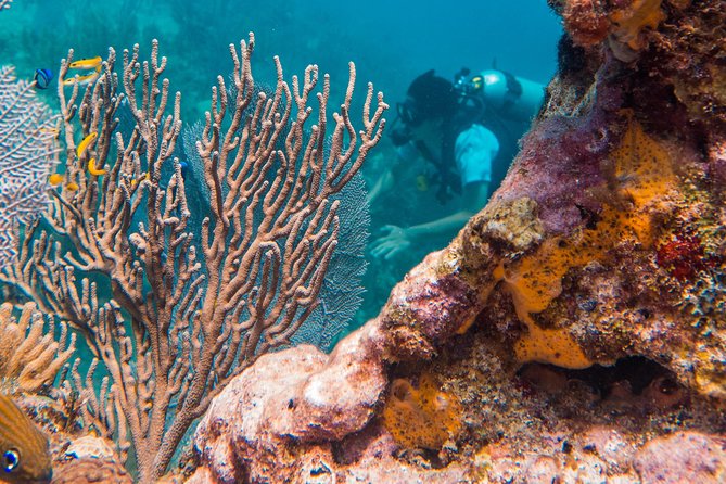 Scuba Diving in Cozumel Island - Starting at Be Diving in Cozumel