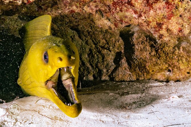 Scuba Diving in Cozumel Island - The one-hour surface interval
