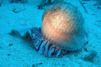 Scuba Diving in Dubrovnik: 1 Dive for Certified Divers