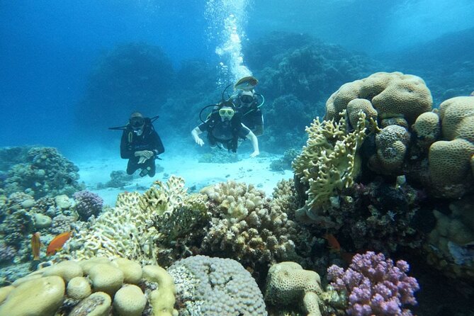 Scuba Diving in Hurghada _ 2 Stops Dive With Equipments & Lunch - What your seven-hour Hurghada outing looks like