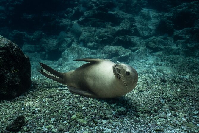 Scuba Diving in La Paz Private Trip - Key points about this Espíritu Santo Island outing