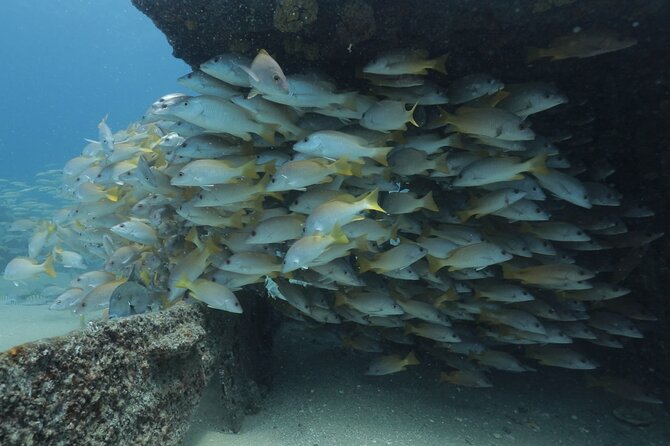 Scuba Diving in La Paz Private Trip - Two underwater sessions on the northern side