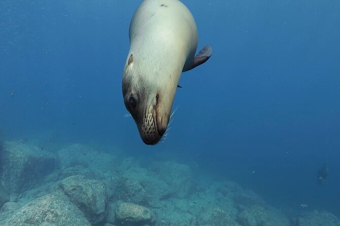 Scuba Diving in La Paz Private Trip - The people factor: Dani and her team