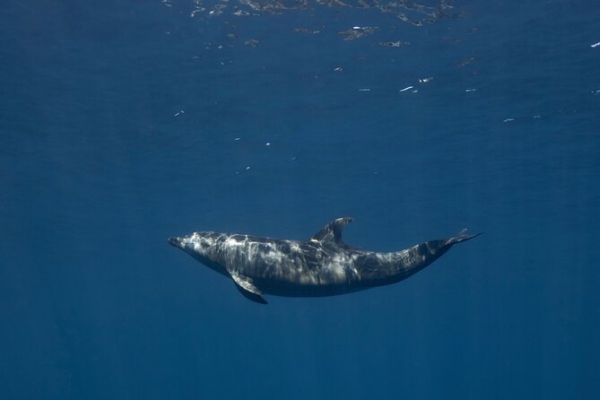 Scuba Diving in La Paz Private Trip - Who will enjoy this La Paz day most