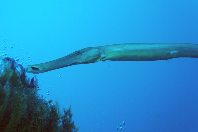 Scuba Diving in Lanzarote (for certified divers only) - The 45 to 60 minute surface break