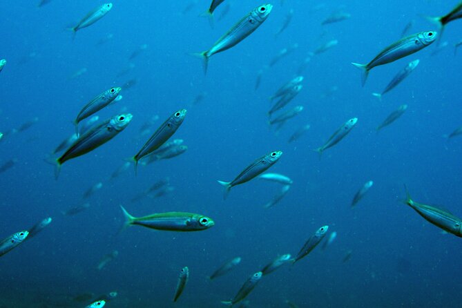 Scuba Diving in Lanzarote (for certified divers only) - What marine life and scenery might you see?