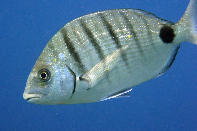 Scuba Diving in Lanzarote (for certified divers only) - Is the $96.75 price good value?
