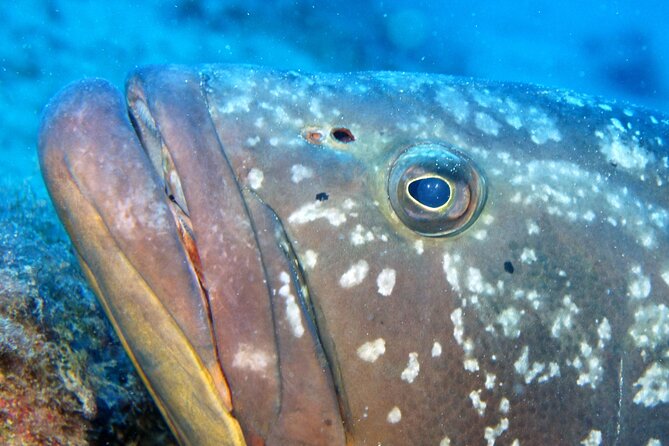 Scuba Diving in Lanzarote (for certified divers only) - Who should book this Playa Chica experience?