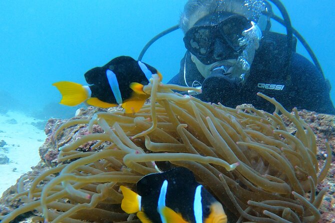 Scuba Diving in muscat - Key points at a glance