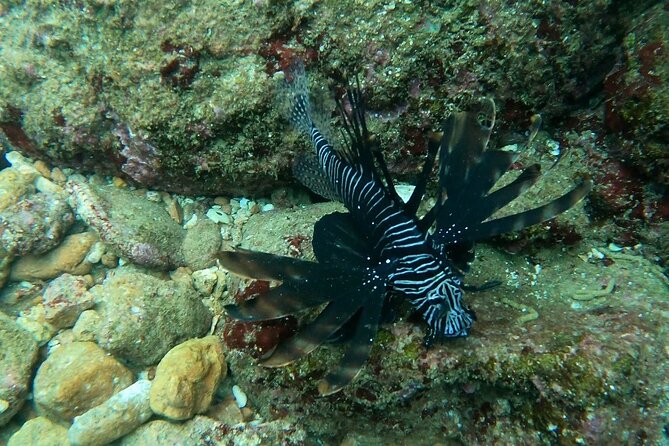 Scuba Diving in muscat - Why the guide makes a difference