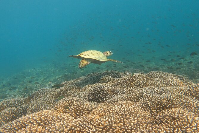 Scuba Diving in muscat - A four-hour schedule with a clear purpose