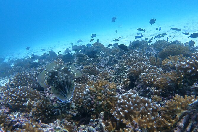Scuba Diving in muscat - What the price includes at $198.42