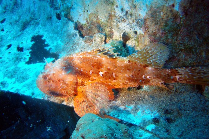 Scuba Diving in Naxos by Bluefindivers - Dive in Greece - Amazing Diving Spots - Forty-five minutes on the rocky house reef