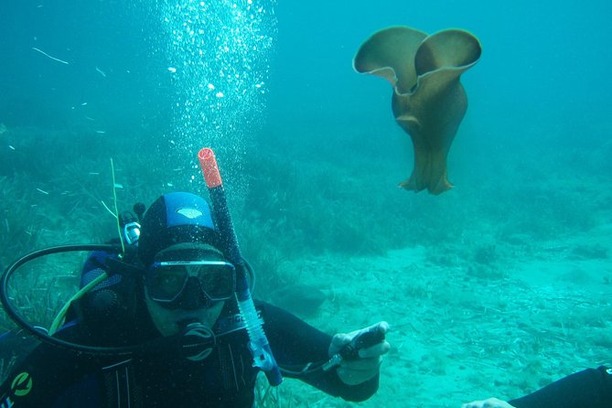 Scuba Diving in Naxos by Bluefindivers - Dive in Greece - Amazing Diving Spots - Family suitability and age considerations