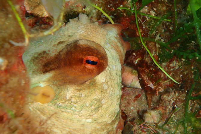 Scuba Diving in Naxos by Bluefindivers - Dive in Greece - Amazing Diving Spots - Timing, transport, and the shape of your day