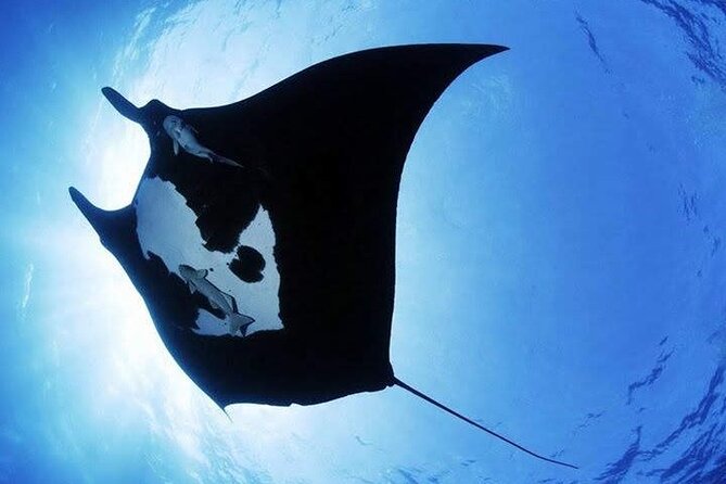 Scuba Diving in Nusa Penida Island and Manta Point - Pickup zones, timing, and the return to Sanur