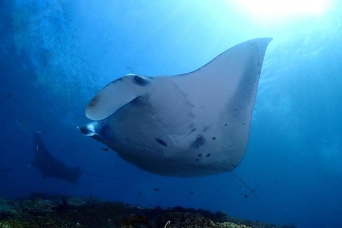 Scuba Diving in Nusa Penida - Manta Point - A Clear Morning at Neptune’s Sanur Center