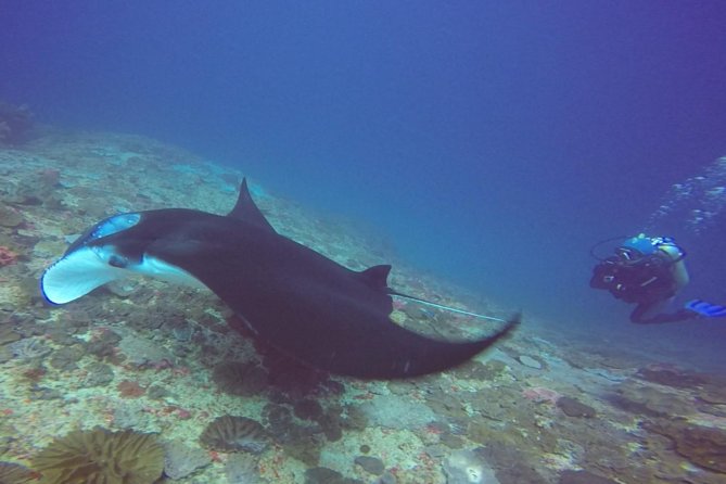 Scuba Diving in Nusa Penida - Manta Point - Manta Point, the Main Underwater Session