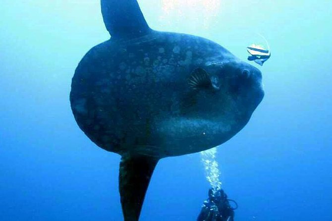 Scuba Diving in Nusa Penida - Manta Point - Crystal Bay and the Other Nusa Penida Sites