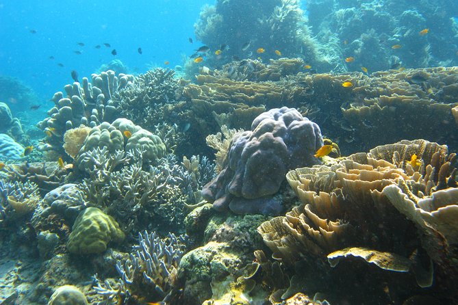 Scuba diving in PADANG BAY BALI - The road from Kuta to Padang Bay