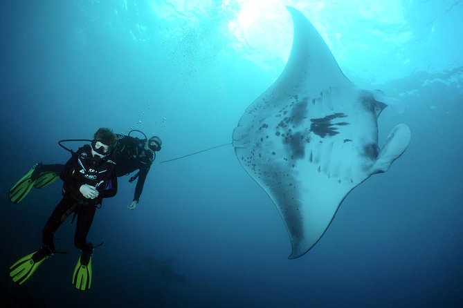 Scuba Diving Nusa Penida Manta Point 3 dives for certified divers - Why Manta Point makes this an exciting Bali day