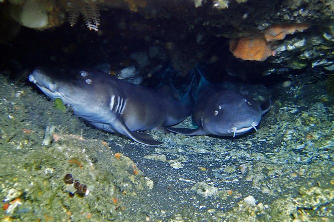 Scuba Diving Nusa Penida Manta Point 3 dives for certified divers - Choosing between Crystal Bay, Lembongan, and other sites