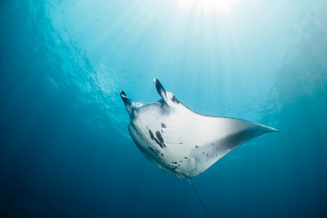 Scuba Diving Nusa Penida Manta Point 3 dives for certified divers - The biggest value question: what the $233 includes