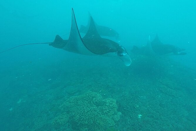 Scuba Diving Nusa Penida Manta Point 3 dives for certified divers - What the reviews reveal about the operator’s strengths