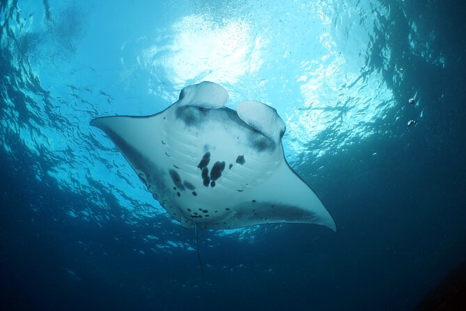 Scuba Diving Nusa Penida Manta Point 3 dives for certified divers - Who should book this Nusa Penida trip?