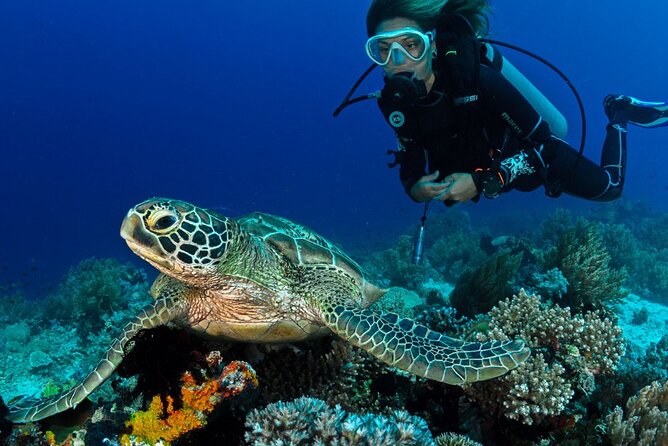 Scuba Diving to Dimaniyat Islands Muscat Oman - Key things to know before booking
