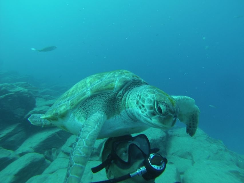 Scuba Diving trips for Certified Divers in Tenerife - What this Tenerife scuba outing is really like