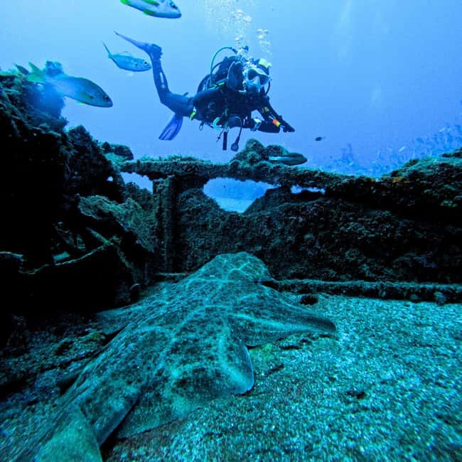 Scuba Diving trips for Certified Divers in Tenerife - A closer look at the marine life