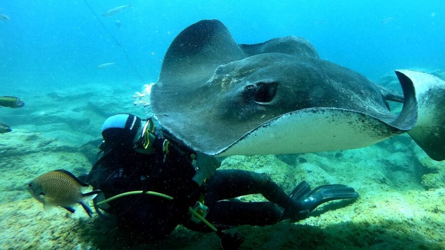 Scuba Diving trips for Certified Divers in Tenerife - Wrecks, caves, and shore options