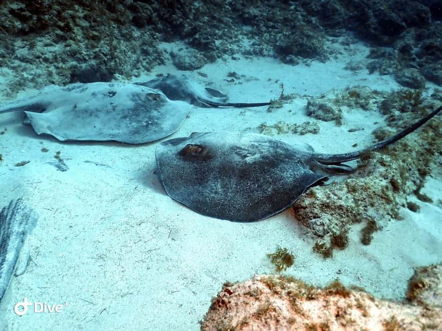 Scuba Diving trips for Certified Divers in Tenerife - Starting at Puerto Colón near Costa Adeje
