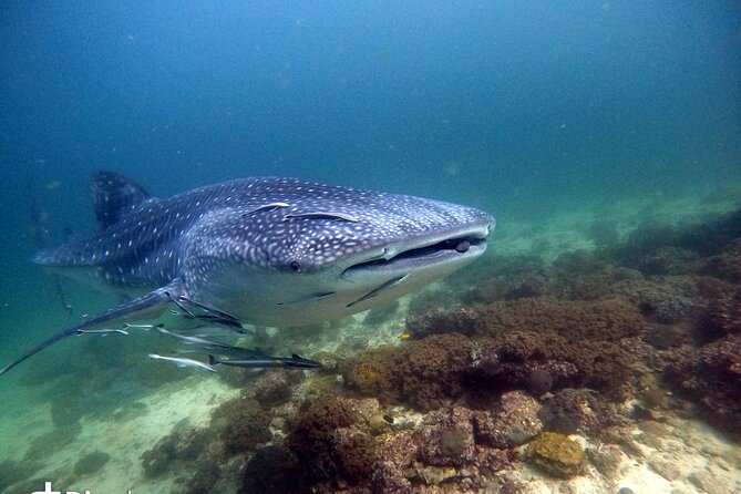 Scuba Diving Trips to Dimaniyat Islands - Why the Daymaniyat Islands make a strong half-day outing