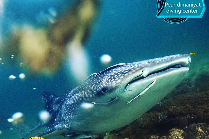 Scuba Diving Trips to Dimaniyat Islands - Choosing snorkeling or scuba