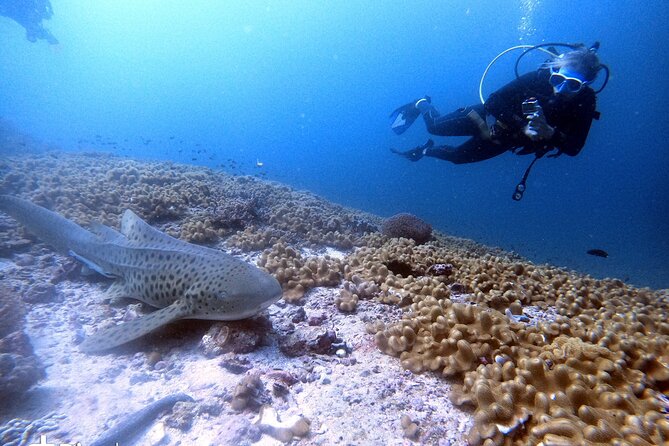Scuba Diving Trips to Dimaniyat Islands - The boat, captain, and personal service
