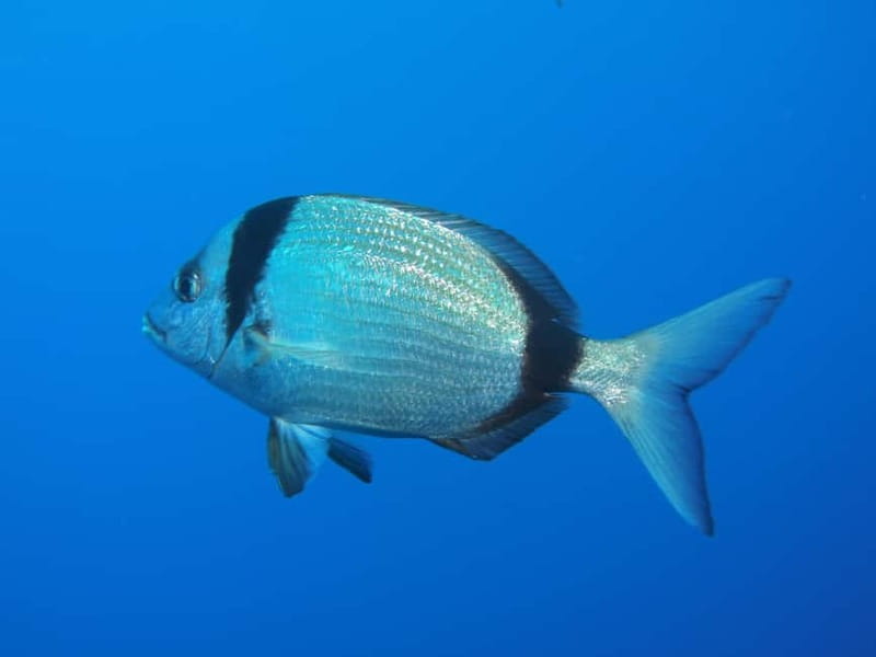 Scuba Diving - Tunnels & Caves - Cape Greco - private guided - What you might see among the rocks