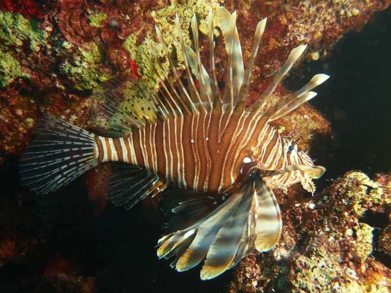 Scuba Diving - Tunnels & Caves - Cape Greco - private guided - Entering the tunnels with a torch