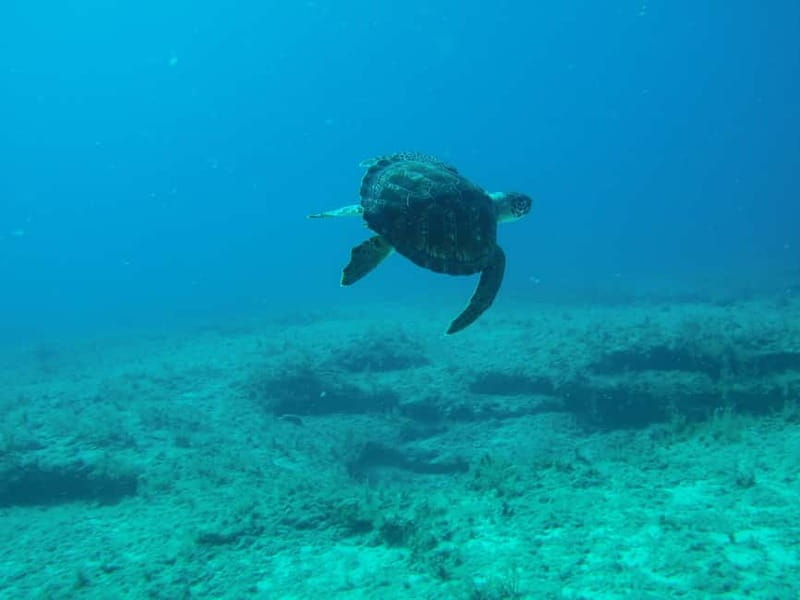 Scuba Diving - Tunnels & Caves - Cape Greco - private guided - Booking advice and final verdict