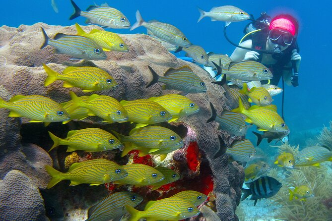 Scuba Diving Under Water Museum and Reef for beginners - Manchones Reef near Isla Mujeres