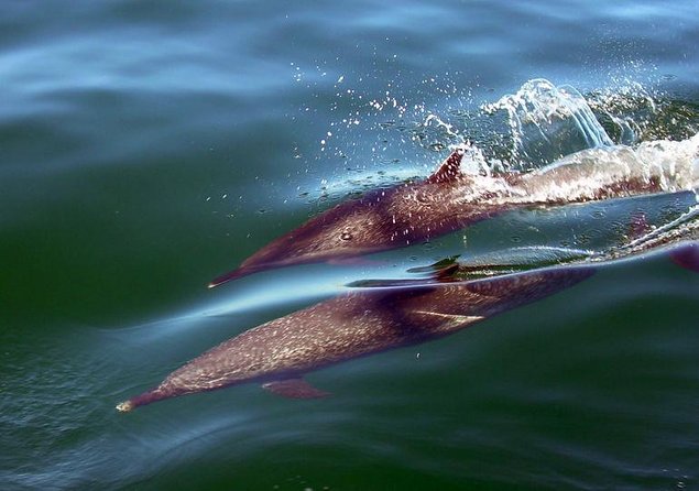 Scuba Diving with a 5-Star PADI Center in Puerto Vallarta - Key Points to Know Before You Book