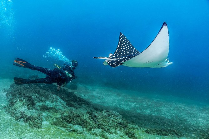 Scuba Diving with a 5-Star PADI Center in Puerto Vallarta - Los Arcos and the Devil’s Canyon